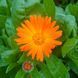 Календула лікарська насіння, Calendula officinalis seeds 1