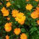 Календула лікарська насіння, Calendula officinalis seeds 3