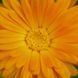 Календула лікарська насіння, Calendula officinalis seeds 2