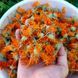 Календула лікарська насіння, Calendula officinalis seeds 4