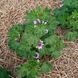 Мальва лісова Зебріна насіння, Malva sylvestris 'Zebrina' seeds 5