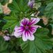 Мальва лісова Зебріна насіння, Malva sylvestris 'Zebrina' seeds 3