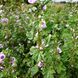 Мальва лісова Зебріна насіння, Malva sylvestris 'Zebrina' seeds 2