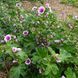 Мальва лісова Зебріна насіння, Malva sylvestris 'Zebrina' seeds 4
