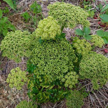 Дудник португальский семена, Angelica pachycarpa seeds