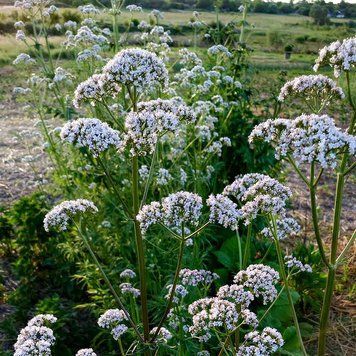 Валер'яна лікарськаа рослина, Valeriana officinalis