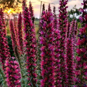 Эхиум красный семена, Echium russicum seeds