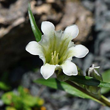 Горечавка соломенноцветковая семена, Gentiana straminea seeds