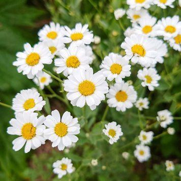 Пижма бальзамическая растение, Tanacetum balsamita var. camphoratum