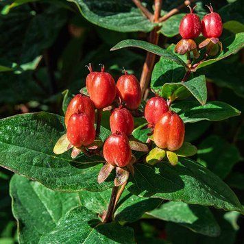 Зверобой красильный семена, Hypericum androsaemum seeds