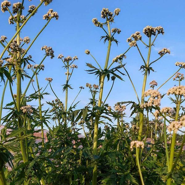 Валер'яна лікарськаа рослина, Valeriana officinalis