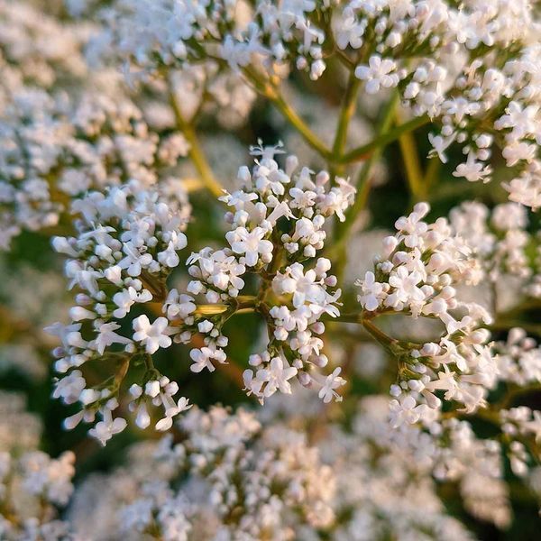 Валер'яна лікарськаа рослина, Valeriana officinalis