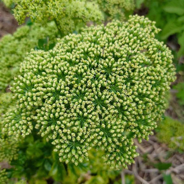 Дудник португальский семена, Angelica pachycarpa seeds