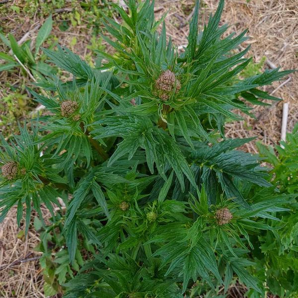 Валер'яна лікарськаа рослина, Valeriana officinalis