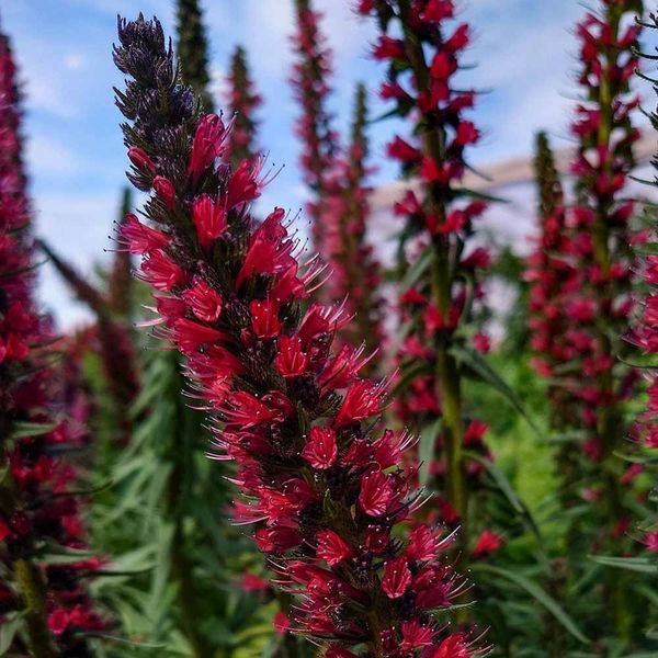 Ехіум червоний насіння, Echium russicum seeds