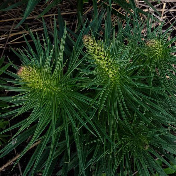 Ехіум червоний насіння, Echium russicum seeds