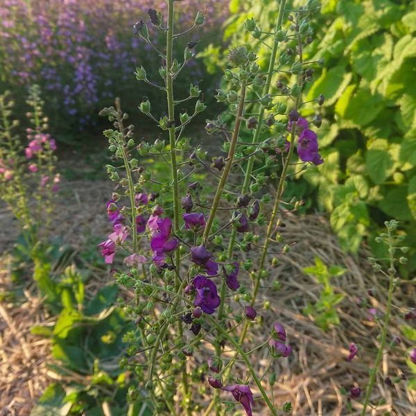 Коровяк фиолетовый семена, Verbascum phoeniceum seeds