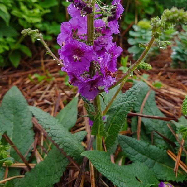 Коровяк фиолетовый семена, Verbascum phoeniceum seeds