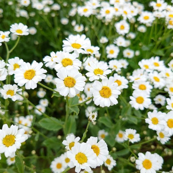 Пижма бальзамическая растение, Tanacetum balsamita var. camphoratum