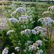 Валер'яна лікарськаа рослина, Valeriana officinalis 1