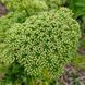 Дудник португальский семена, Angelica pachycarpa seeds 3