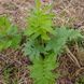 Валер'яна лікарськаа рослина, Valeriana officinalis 7