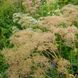 Валер'яна лікарськаа рослина, Valeriana officinalis 5