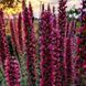 Ехіум червоний насіння, Echium russicum seeds 1