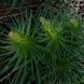 Ехіум червоний насіння, Echium russicum seeds 3