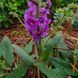 Коровяк фиолетовый семена, Verbascum phoeniceum seeds 4