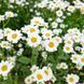 Пижма бальзамическая растение, Tanacetum balsamita var. camphoratum 3