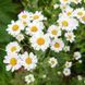 Пижма бальзамическая растение, Tanacetum balsamita var. camphoratum 1