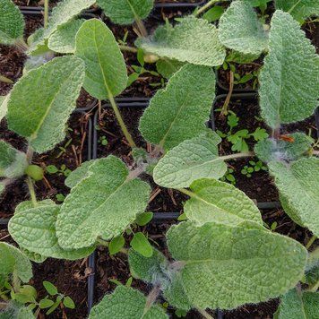 Шалфей Шангри-Ла растение, Salvia moorcroftiana x indica 'Shangri-La'