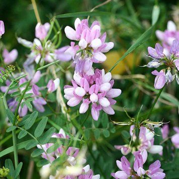 В'язіль барвистий насіння, Securigera varia seeds