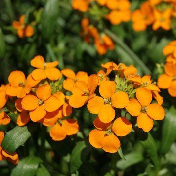 Жовтушник Аліоні насіння, Erysimum allionii seeds
