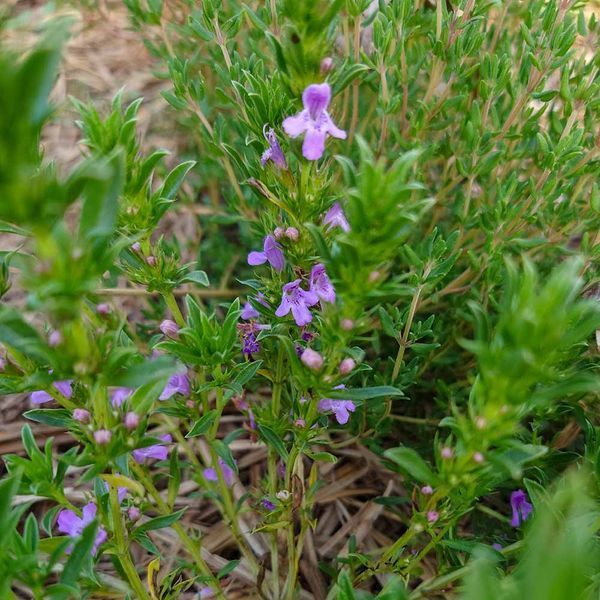 Чабер горный иллирийский растение, Satureja montana ssp. illyrica