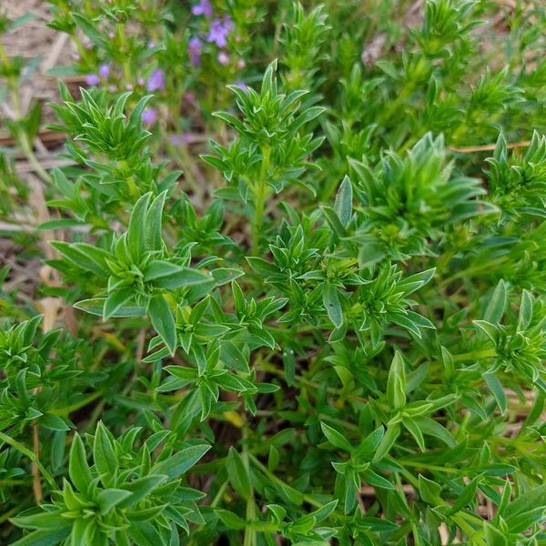 Чабер горный иллирийский растение, Satureja montana ssp. illyrica