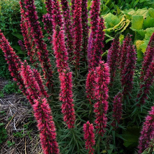 Эхиум красный растение, Echium russicum