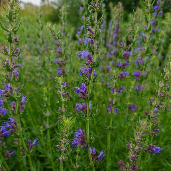 Гісоп лікарський насіння, Hyssopus officinalis seeds
