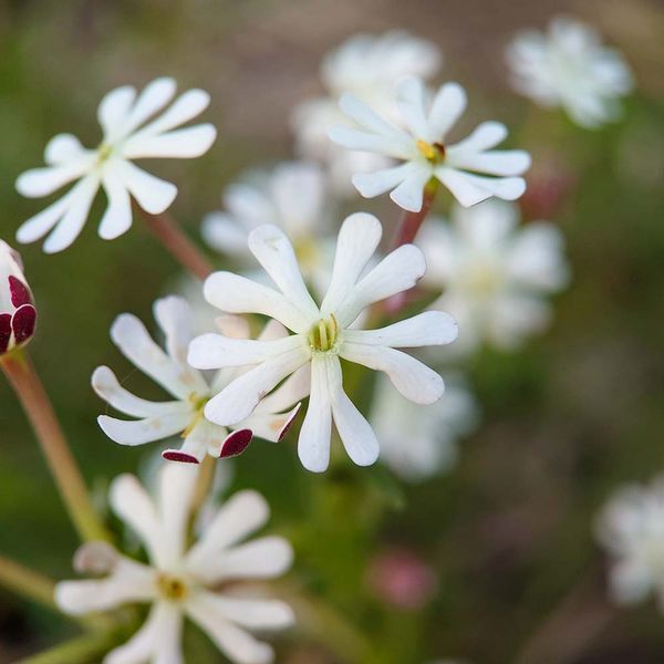 Залузианския капская семена, Zaluzianskya capensis seeds