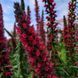 Эхиум красный растение, Echium russicum 1