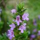 Чабер горный иллирийский растение, Satureja montana ssp. illyrica 1