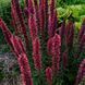 Эхиум красный растение, Echium russicum 2