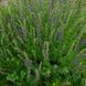 Гісоп лікарський насіння, Hyssopus officinalis seeds 4