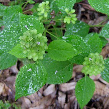Базилик амазонский семена, Ocimum campechianum seeds
