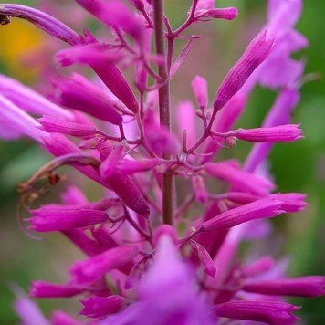 Многоколосник кана семена, Agastache cana seeds