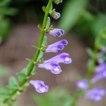 Шлемник бородатый семена, Scutellaria barbata seeds