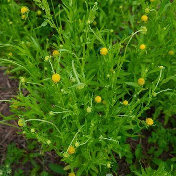 Цефалофора ароматная семена, Cephalophora aromatica seeds