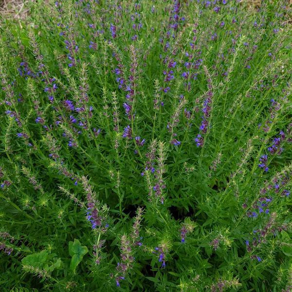 Иссоп лекарственный растение, Hyssopus officinalis
