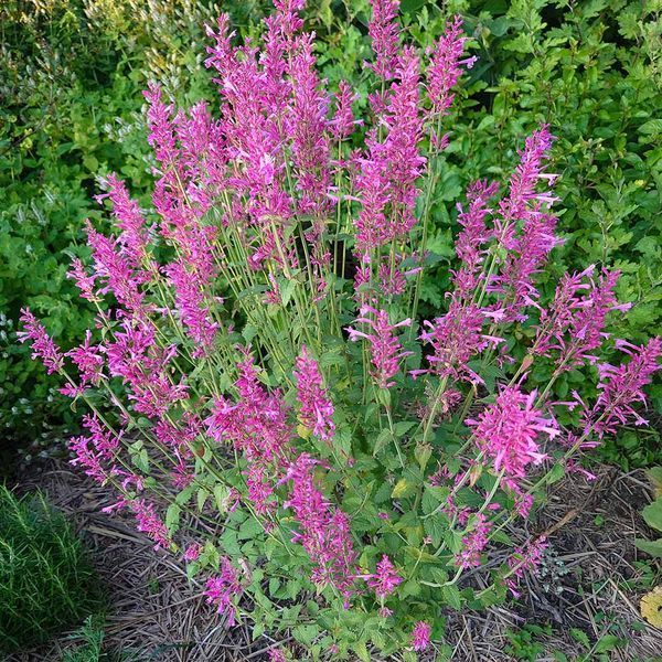 Многоколосник кана семена, Agastache cana seeds
